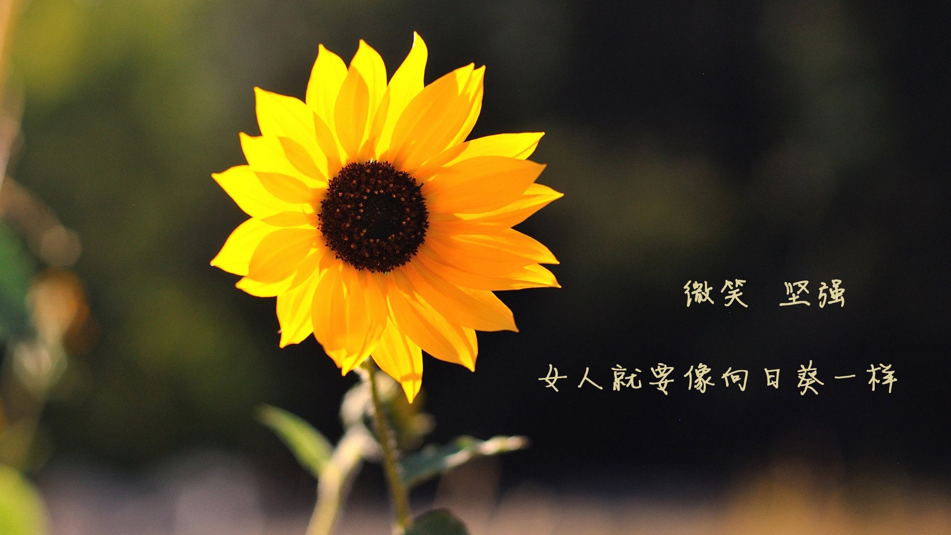 库里复出勇士主场大胜雷霆，库里复出比赛