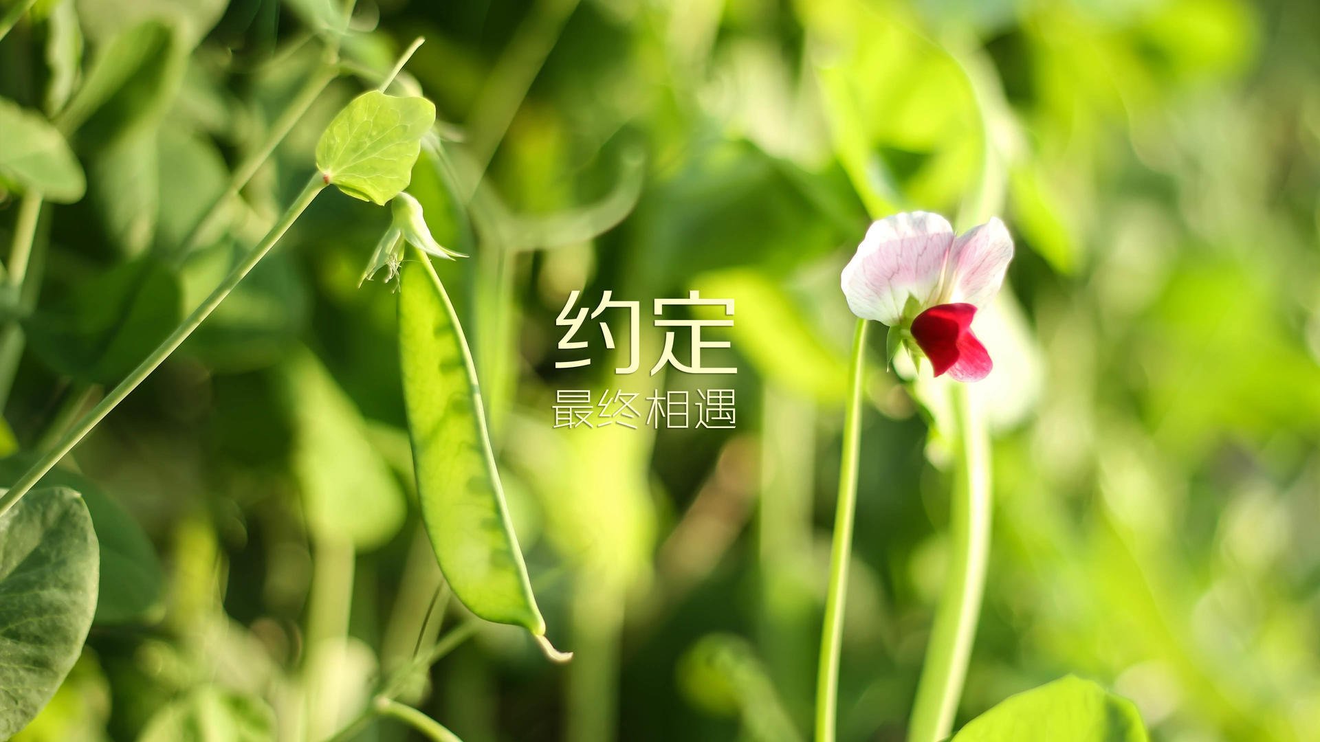 中国篮球联赛市场营销创新策略研究，篮球联赛方案策划书