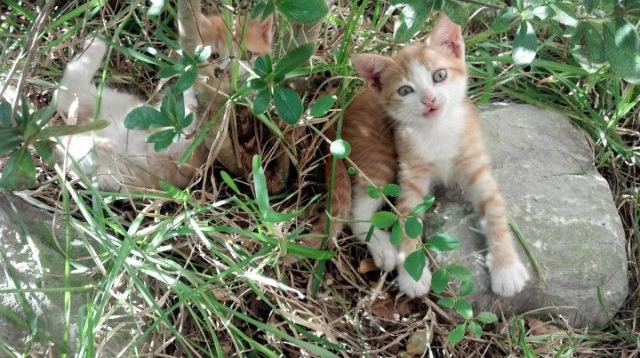 “马科斯·梅特罗的精准防守和突破能力,成就美洲狮队的未来核心”