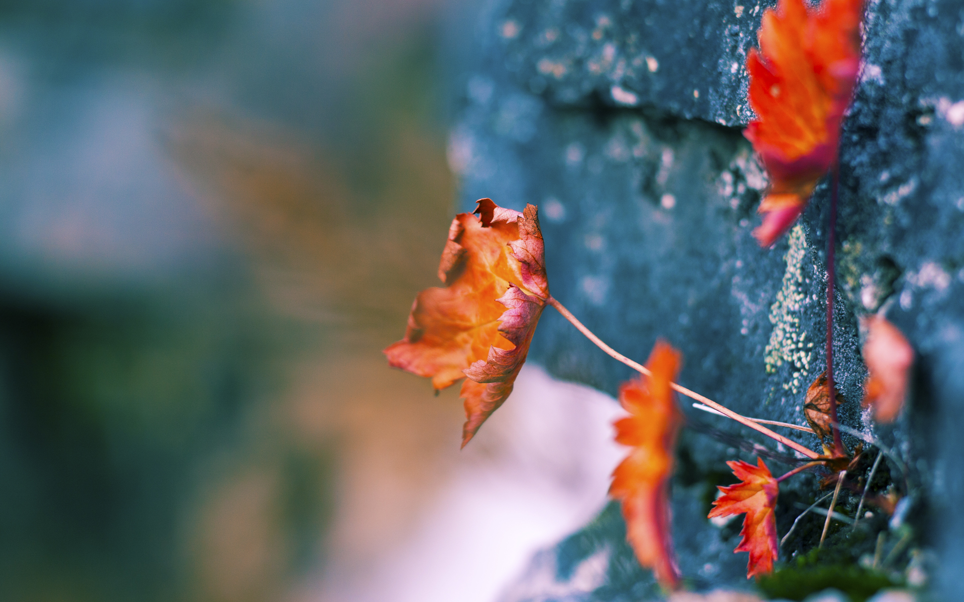 体育新闻中心通报运动装备自主品牌孵化支持计划，运动装备市场