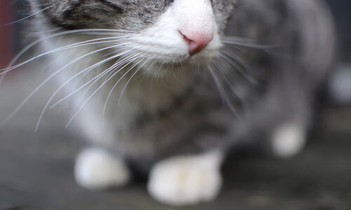 爱游戏体育平台-公牛新晋球员适应良好有望进入核心阵容，公牛近况