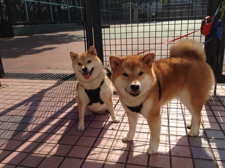 -国家篮球训练基地扩建计划启动打造亚洲一流专业设施，国家篮球训练基地在哪