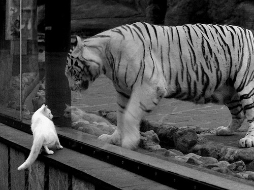 意甲节奏之王:快速反击碾压对手,意甲开场曲叫什么名